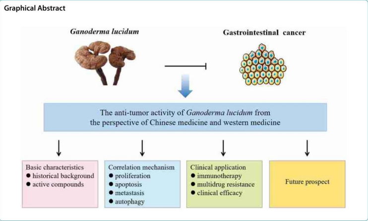 Reishi, Krebsbehandlung, Naturheikpraxis Daniel Brunner Berlin