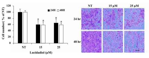 Reishi, Krebsbehandlung, Naturheikpraxis Daniel Brunner Berlin
