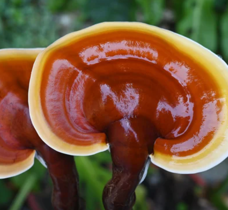 Naturheilpraxis Daniel Brunner in Berlin-Moabit