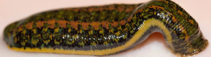 Blutegaltherapie - Naturheilpraxis Daniel Brunner