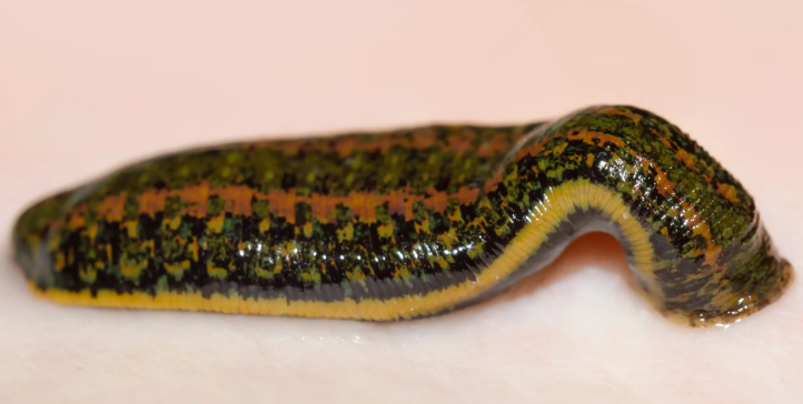 Hirudo verbana, Blutegeltherapie, Naturheilpraxis Daniel Brunner Berlin, HP Brunner