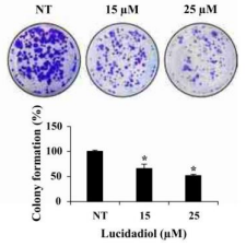 Reishi, Krebsbehandlung, Naturheikpraxis Daniel Brunner Berlin