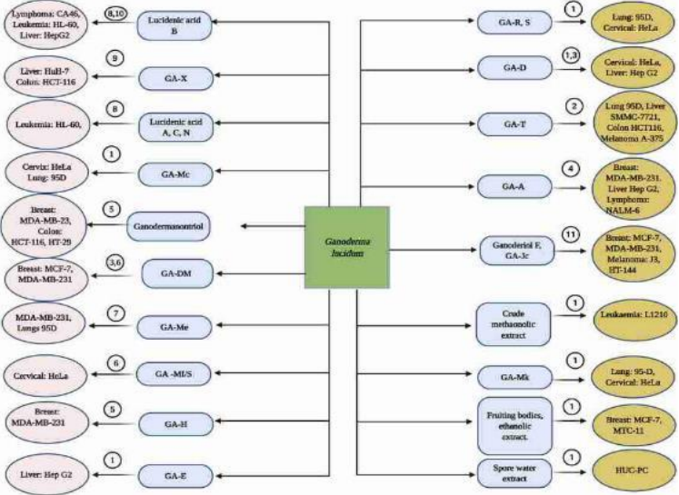 Reishi, Krebsbehandlung, Naturheikpraxis Daniel Brunner Berlin