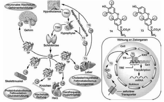 Hypothyreose, Naturheilpraxis Daniel Brunner Berlin, HP Brunner