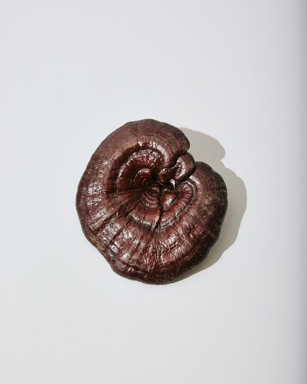 Naturheilpraxis Daniel Brunner Berlin, HP Brunner, Mykotherapie, Reishi