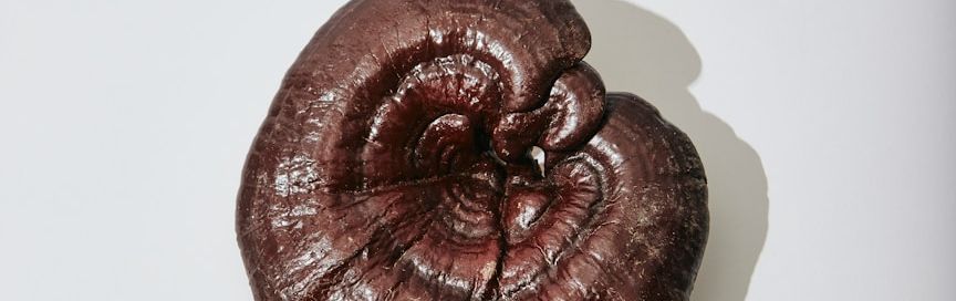 Reishi auf hellem Hintergrund