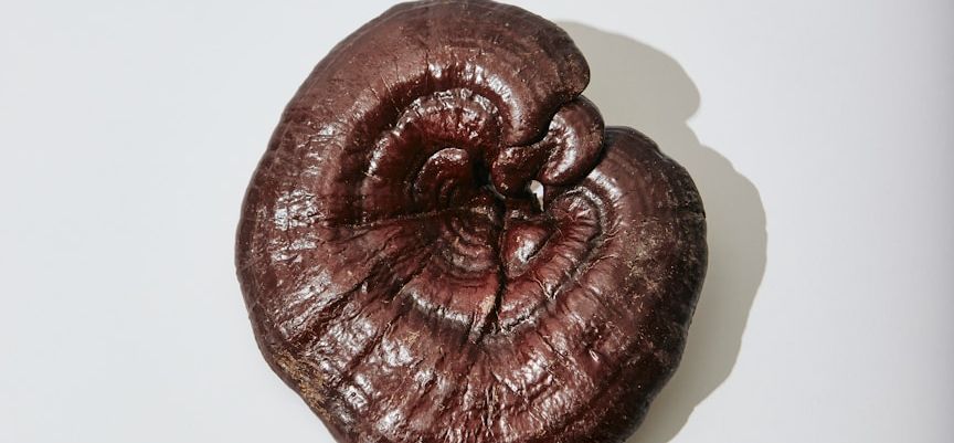 Naturheilpraxis Daniel Brunner, Berlin-Moabit, Forshungsarbeit, Reishi
