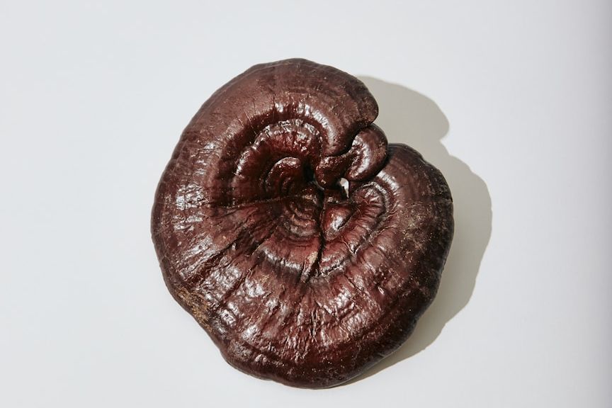 Naturheilpraxis Daniel Brunner, Berlin-Moabit, Forshungsarbeit, Reishi