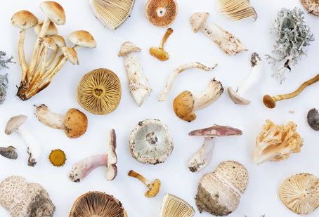 Mykotherapie, Heilpraktiker, Berlin, Naturheilpraxis Daniel Brunner, HP Brunner