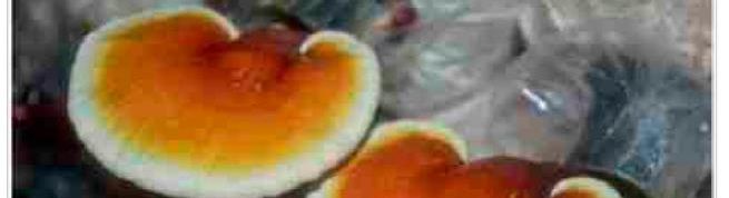 Reishi in der Krebsbehandlung