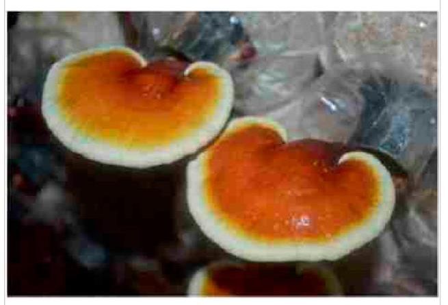 Reishi, Krebsbehandlung, Naturheikpraxis Daniel Brunner Berlin